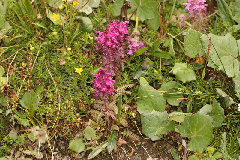 Pedicularis verticillata